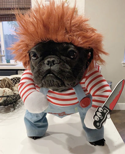 Customer photo review of Deadly Doll Dog Costume