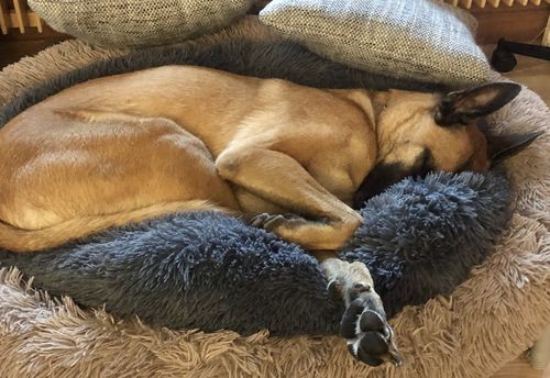 Customer photo review of Lit Apaisant Comfy® |  Pour Chien et Chat