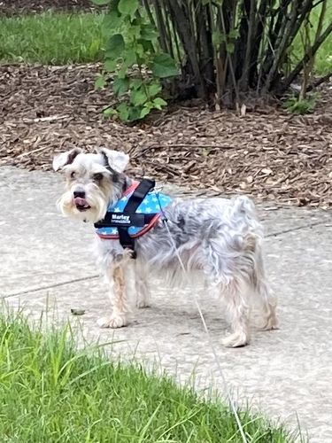 Customer photo review of Lifetime Warranty Personalized NO PULL Dog Harness (FREE Shipping)