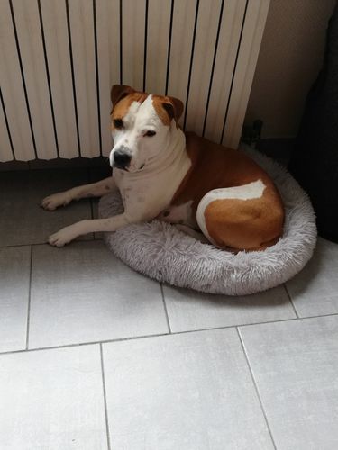Customer photo review of Lit Apaisant Comfy® |  Pour Chien et Chat