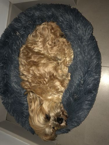 Customer photo review of Lit Apaisant Comfy® |  Pour Chien et Chat