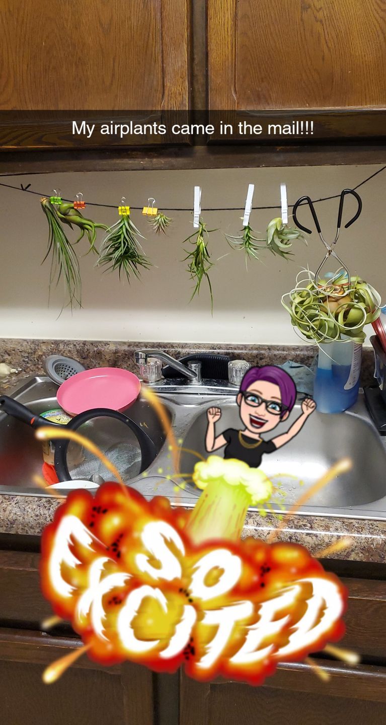 Customer photo review of 3 Air Plants & Fertilizer  Great Starter Mix