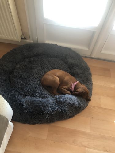 Customer photo review of Lit Apaisant Comfy® |  Pour Chien et Chat