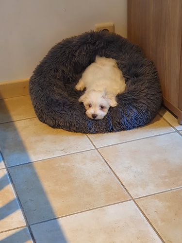 Customer photo review of Lit Apaisant Comfy® |  Pour Chien et Chat