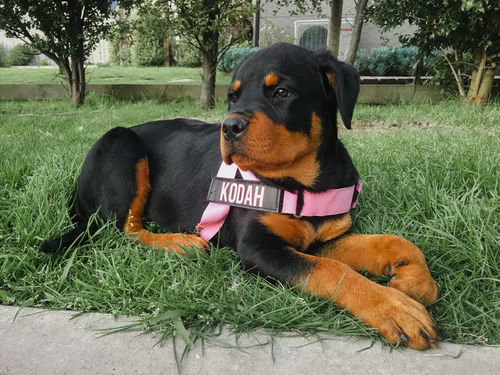 Customer photo review of DF Co. Pink Dog Harness