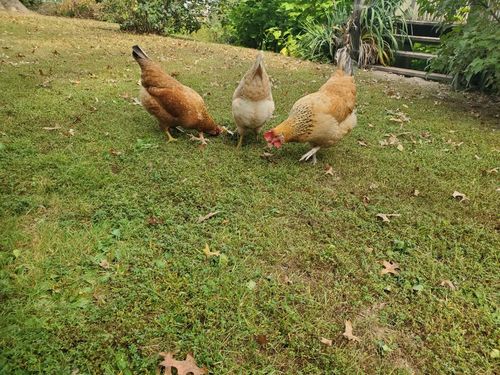 Customer photo review of GrubTerra Dried Larvae