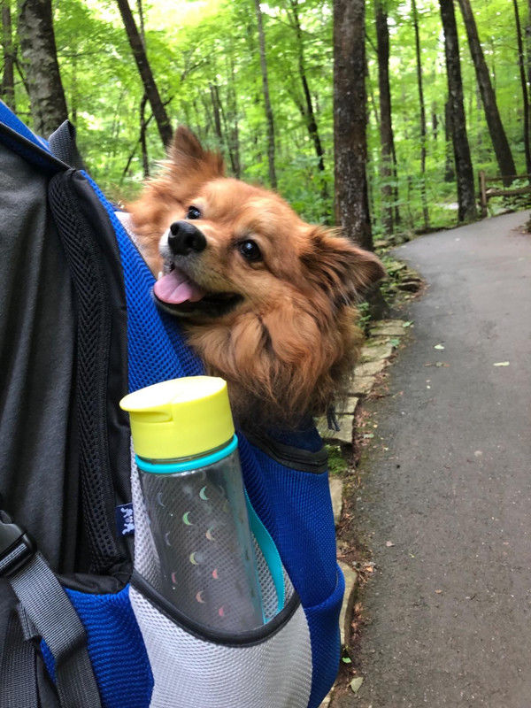 Customer photo review of Fur Sport™ - Pet Backpack Carrier