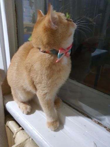 Customer photo review of Pidan® Bow Tie Collar - Cat