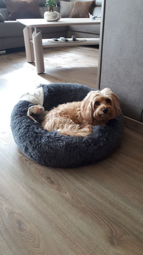 Customer photo review of Lit Apaisant Comfy® |  Pour Chien et Chat