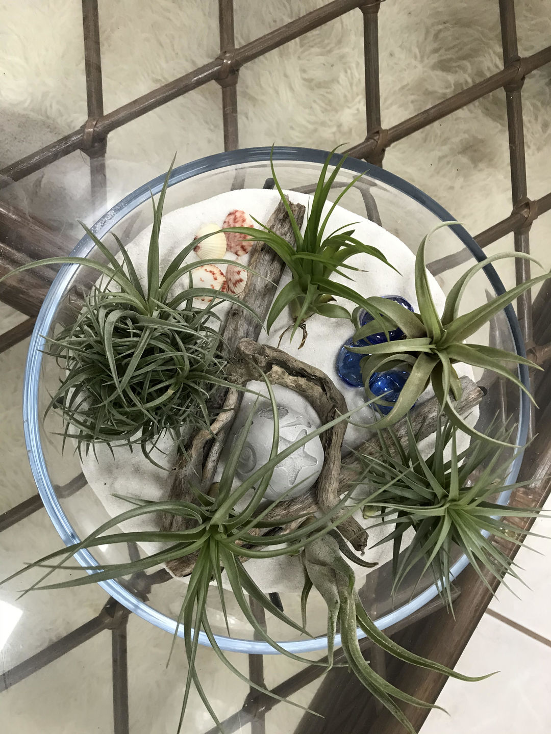 Customer photo review of *6 Pack* Premium Air Plants Mix  *Cannot Be Shipped Internationally*