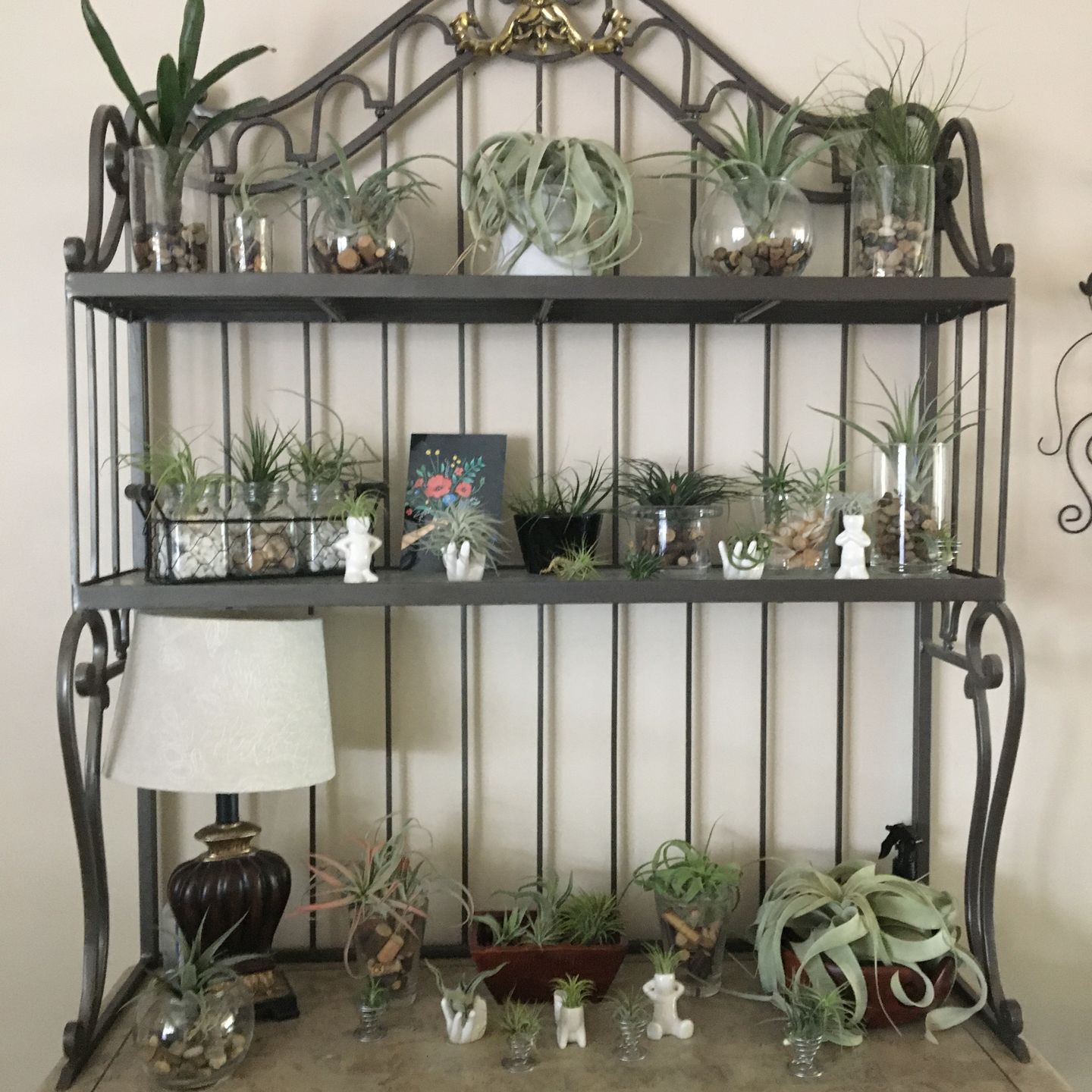 Customer photo review of 15 Pack Premium Air Plants Mix  *Cannot Be Shipped Internationally*