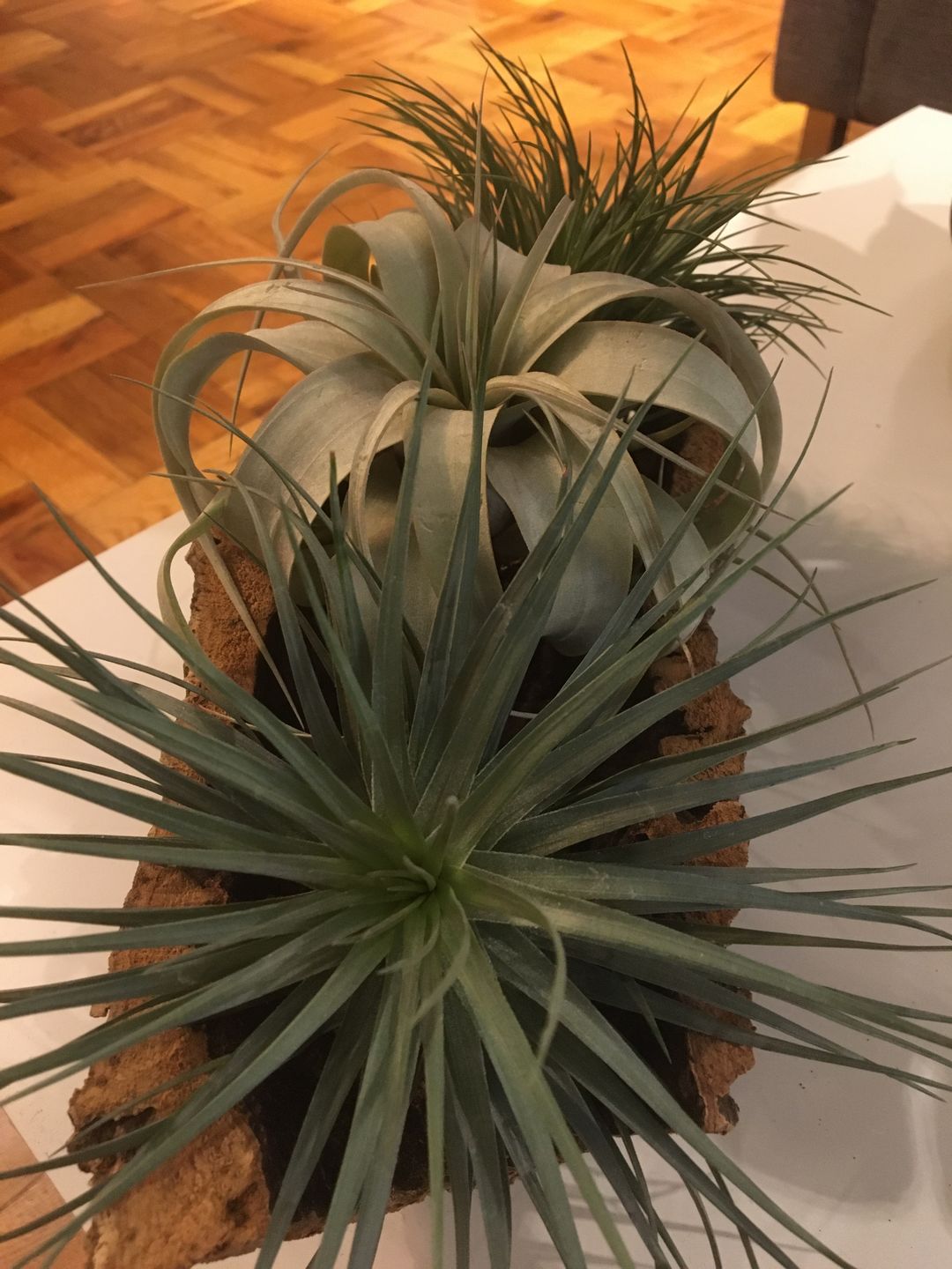 Customer photo review of 15 Pack Premium Air Plants Mix  *Cannot Be Shipped Internationally*