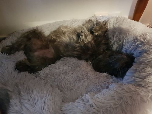 Customer photo review of Lit Apaisant Comfy® |  Pour Chien et Chat