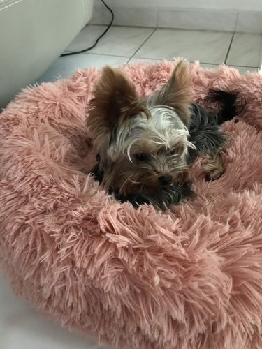 Customer photo review of Lit Apaisant Comfy® |  Pour Chien et Chat