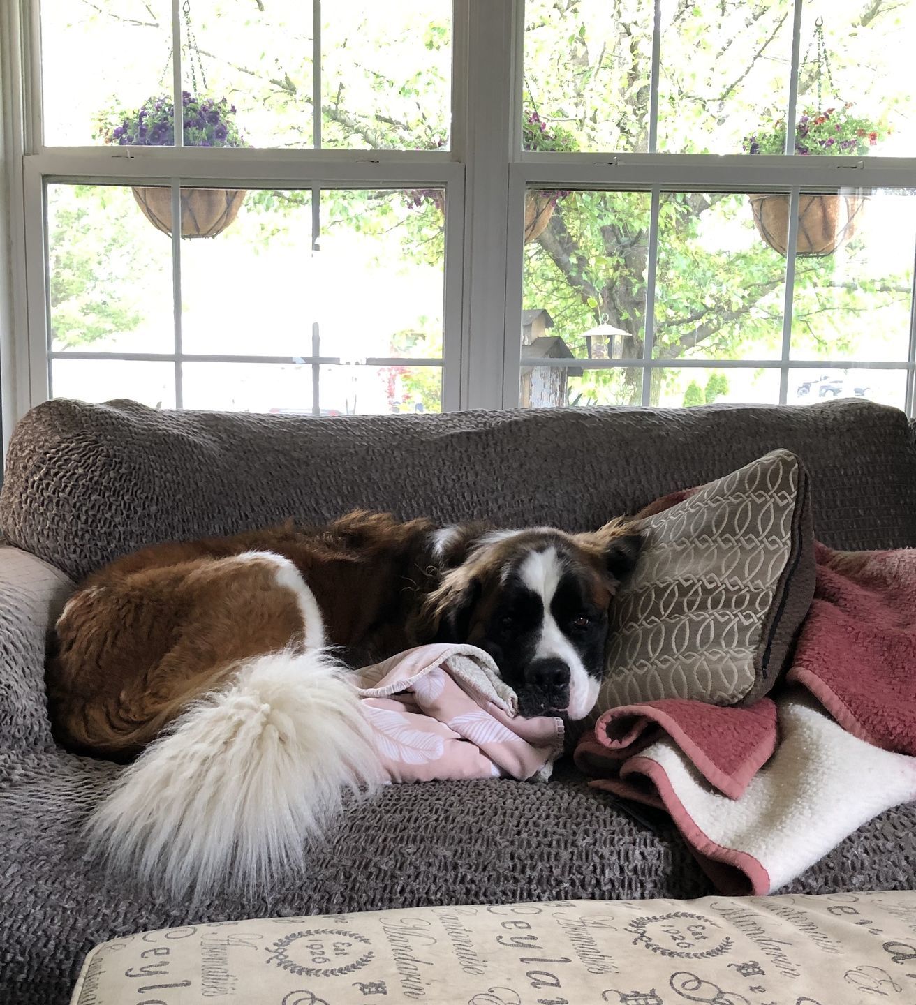Customer photo review of 2 Seater Sofa Cover - Grey, Velvet Collection