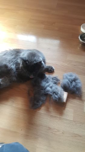 Customer photo review of Brosse Anti-Poils Chien, Chat, Cheval, Lapin | Original | Pilpoil®