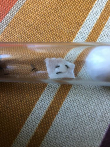 Customer photo review of Protein Jelly 16g (Random Flavour)