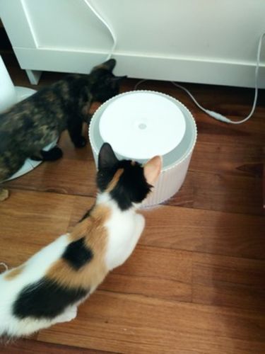 Customer photo review of Furrytail Clear Drinking Cat Filtered Water Fountain