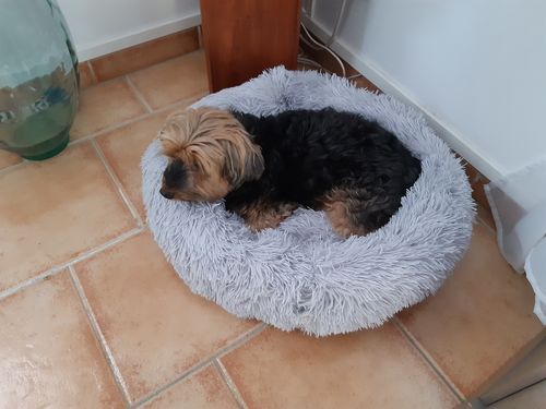Customer photo review of Lit Apaisant Comfy® |  Pour Chien et Chat