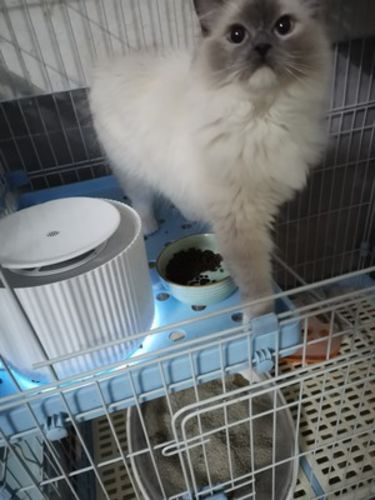 Customer photo review of Furrytail Clear Drinking Cat Filtered Water Fountain
