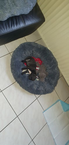 Customer photo review of Lit Apaisant Comfy® |  Pour Chien et Chat