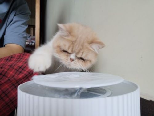 Customer photo review of Furrytail Clear Drinking Cat Filtered Water Fountain