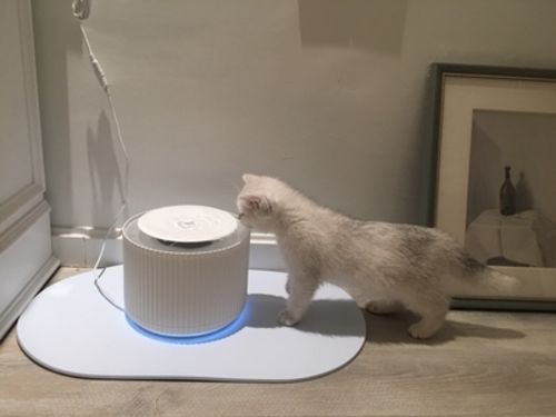Customer photo review of Furrytail Clear Drinking Cat Filtered Water Fountain