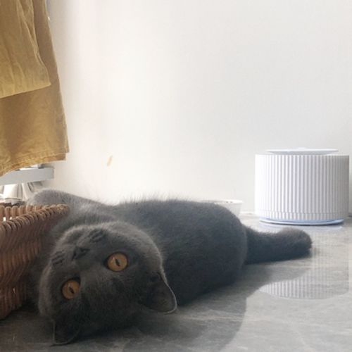 Customer photo review of Furrytail Clear Drinking Cat Filtered Water Fountain