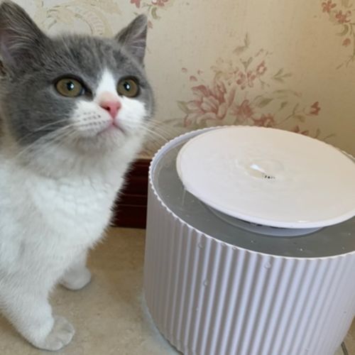 Customer photo review of Furrytail Clear Drinking Cat Filtered Water Fountain