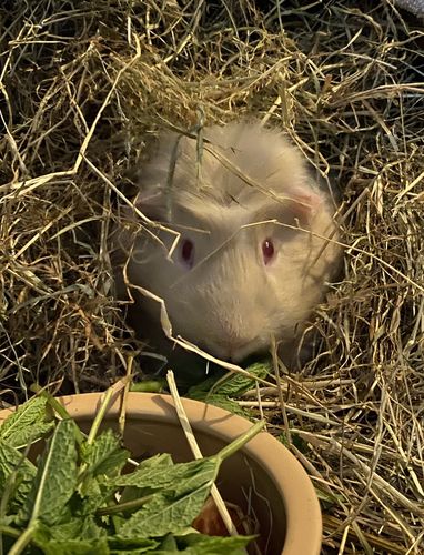 Customer photo review of Timothy Hay Box