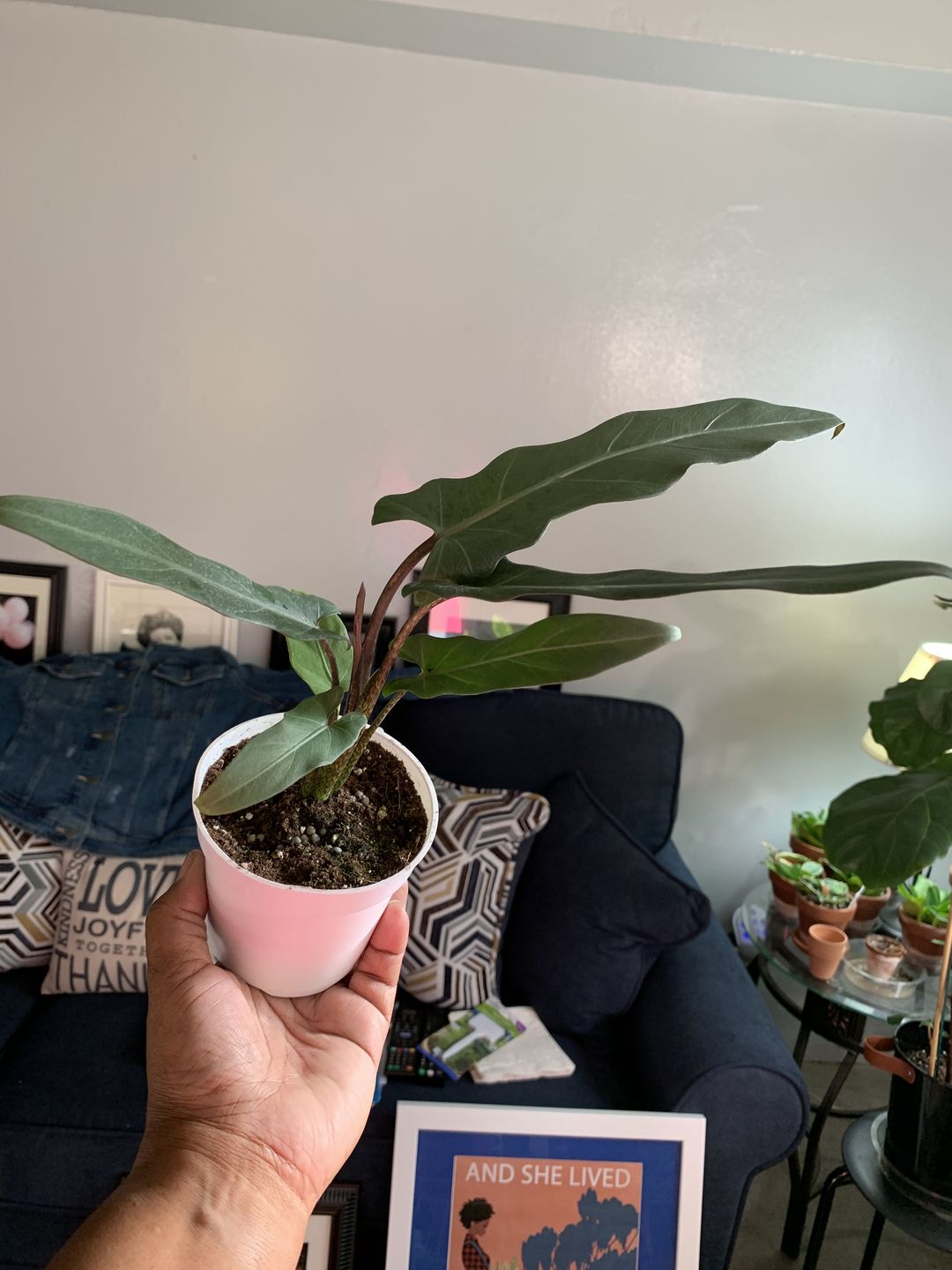Customer photo review of 4" Alocasia Lauterbachiana