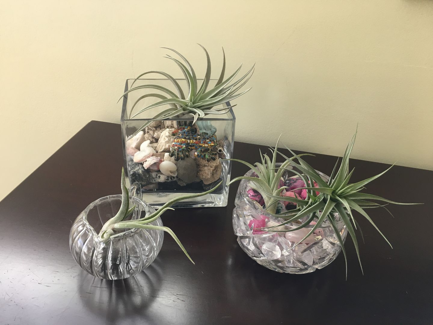 Customer photo review of 3 Air Plants & Fertilizer  Great Starter Mix