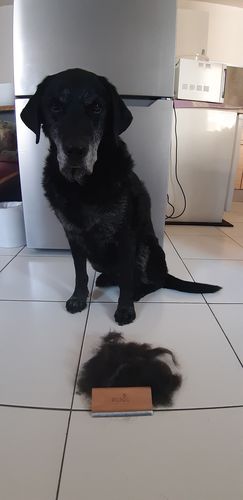 Customer photo review of Brosse Anti-Poils Chien, Chat, Cheval, Lapin | Original | Pilpoil®
