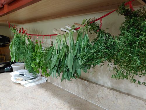 Customer photo review of 16,500 Heirloom Vegetable Seeds 40 Variety Kit with FREE SHIPPING