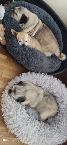 Customer photo review of Lit Apaisant Comfy® |  Pour Chien et Chat