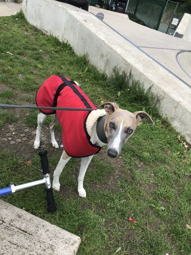 Customer photo review of Microfibre Whippet Coats