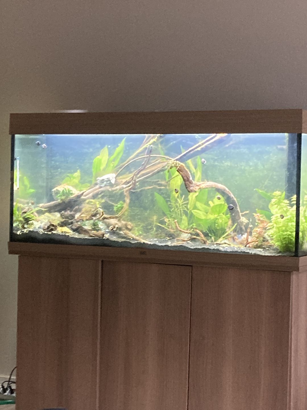 Customer photo review of Aquarium Rio 240 LED Chêne Équipé JUWEL - 240L