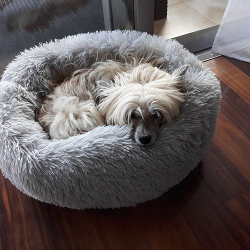 Customer photo review of Lit Apaisant Comfy® |  Pour Chien et Chat