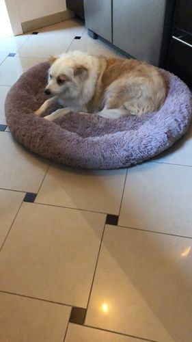 Customer photo review of Lit Apaisant Comfy® |  Pour Chien et Chat