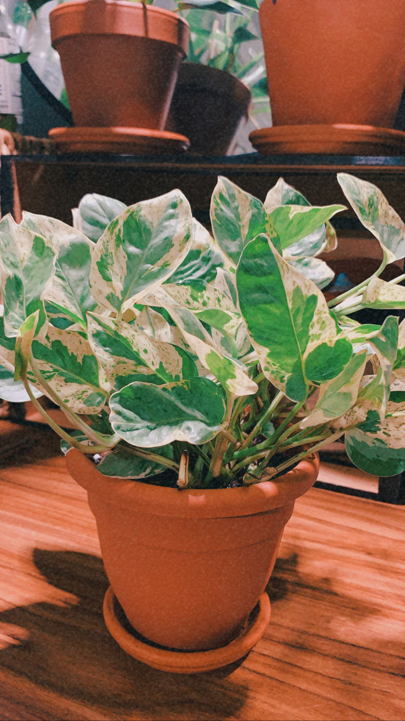 Customer photo review of 4" Pothos Pearls and Jade