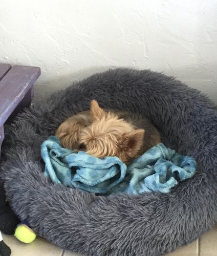 Customer photo review of Lit Apaisant Comfy® |  Pour Chien et Chat