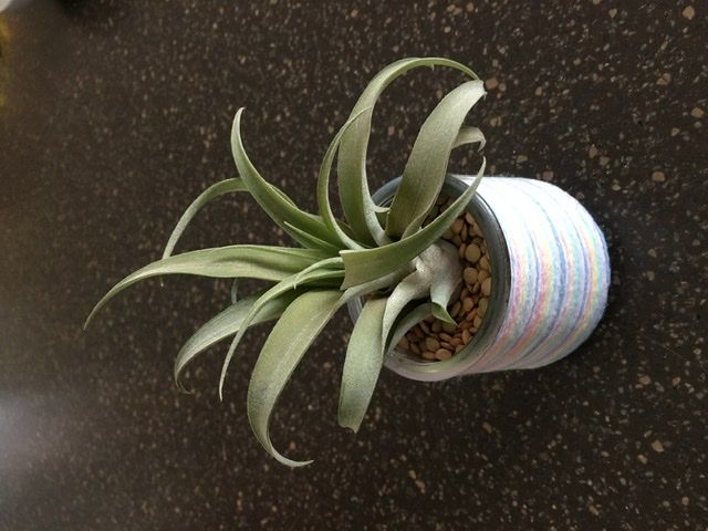 Customer photo review of Capitata  Peach  (Easy Care)