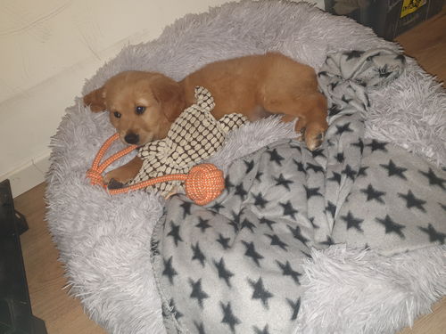 Customer photo review of Lit Apaisant Comfy® |  Pour Chien et Chat