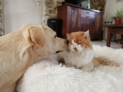 Customer photo review of Lit Apaisant Comfy® |  Pour Chien et Chat