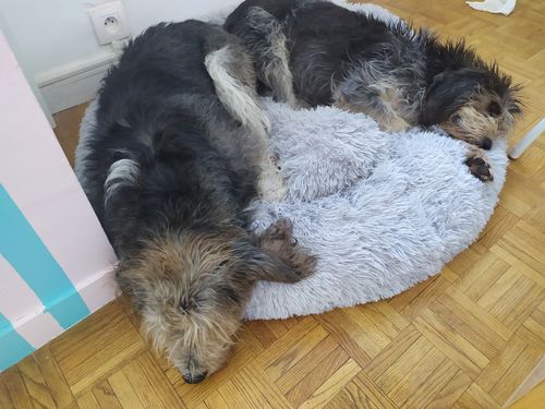 Customer photo review of Lit Apaisant Comfy® |  Pour Chien et Chat