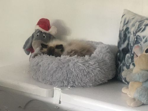 Customer photo review of Lit Apaisant Comfy® |  Pour Chien et Chat