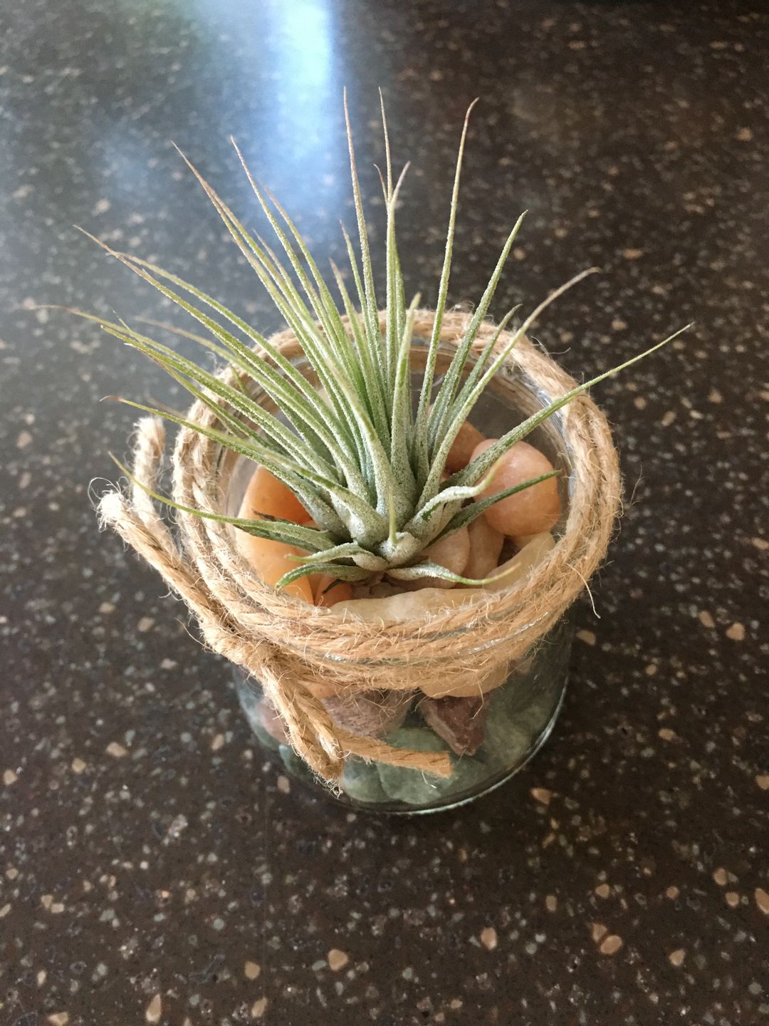 Customer photo review of Ionantha Guatemala