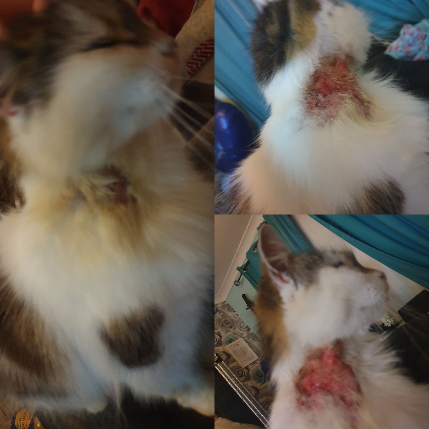 Customer photo review of Cat Spray