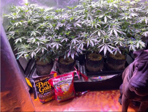 Customer photo review of Sayhon LED Grow Light 2000W Dimmable Grow Lamp with OSRAM Chips & UL Listed Driver Full Spectrum Plants Lights for Indoor Veg and Flower Growing Light Fixtrues 592 LEDs SH2000