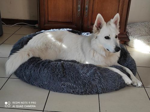 Customer photo review of Lit Apaisant Comfy® |  Pour Chien et Chat